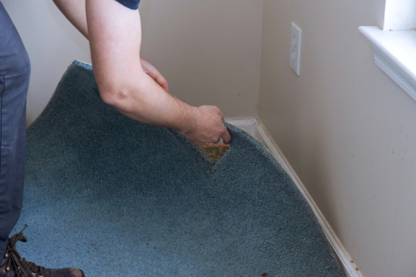 worker removing old carpet in a room to upgrade flooring