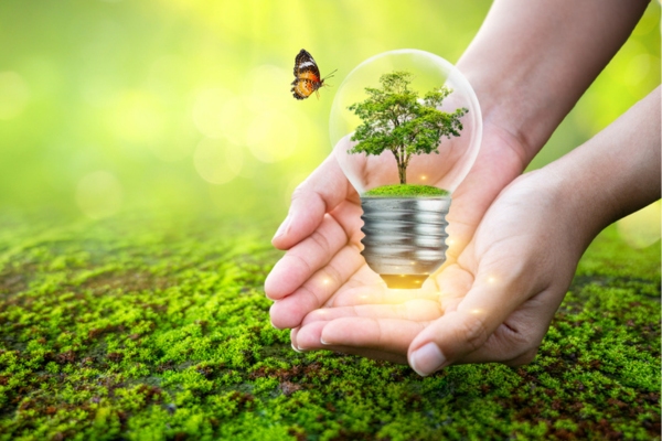 person holding lightbulb with tree inside and butterfly on top depicting eco-friendly solutions